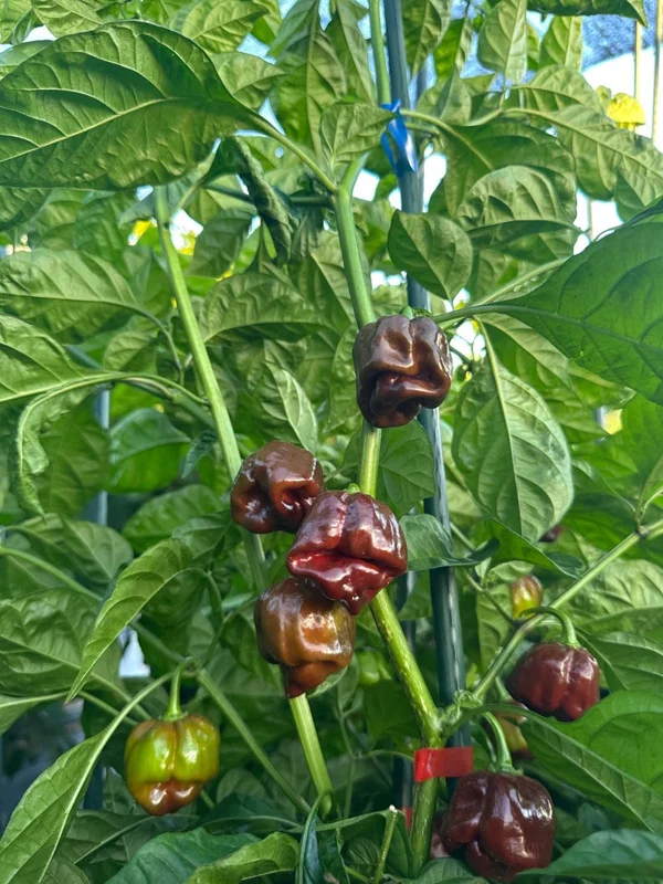 Chocolate Scotch Bonnet Pepper Seeds - Heirloom Variety