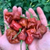 Chocolate T-Rex Pepper Seeds - Super Hot Variety - Garden Seeds