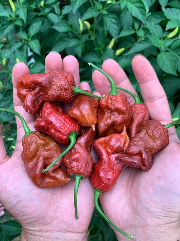 Chocolate T-Rex Pepper Seeds - Super Hot Variety - Garden Seeds