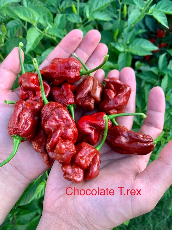 Chocolate T-Rex Pepper Seeds - Super Hot Variety - Garden Seeds