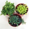 Club Moss Selaginella Plants - 2" Pots - Terrarium & Fairy Garden