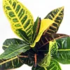 Colorful Croton Codiaeum Petra - 3 Inch Pots - Vibrant Foliage