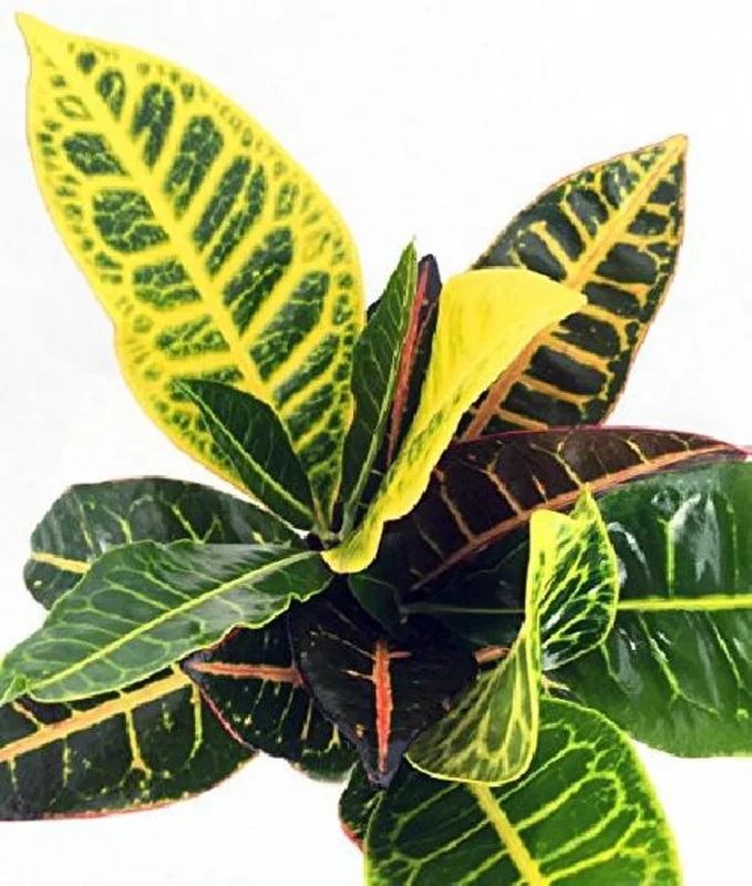 Colorful Croton Codiaeum Petra - 3 Inch Pots - Vibrant Foliage