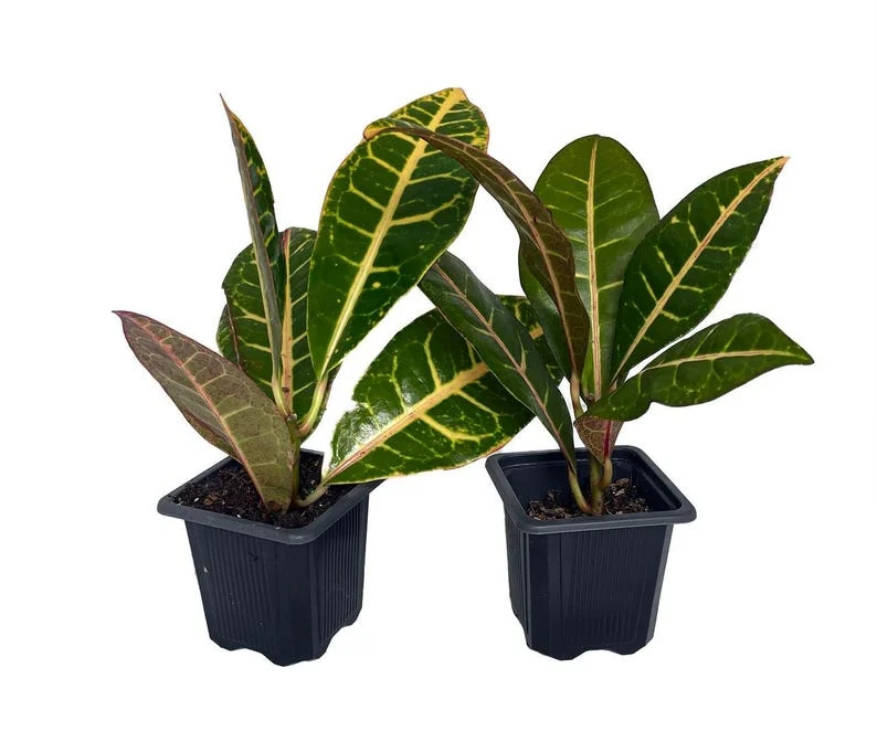 Colorful Croton Codiaeum Petra - 3 Inch Pots - Vibrant Foliage