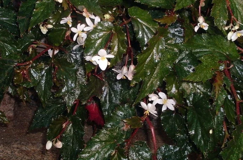 Concord Black Begonia Plant 2.5" Pot Terrarium Fairy Garden House Plant