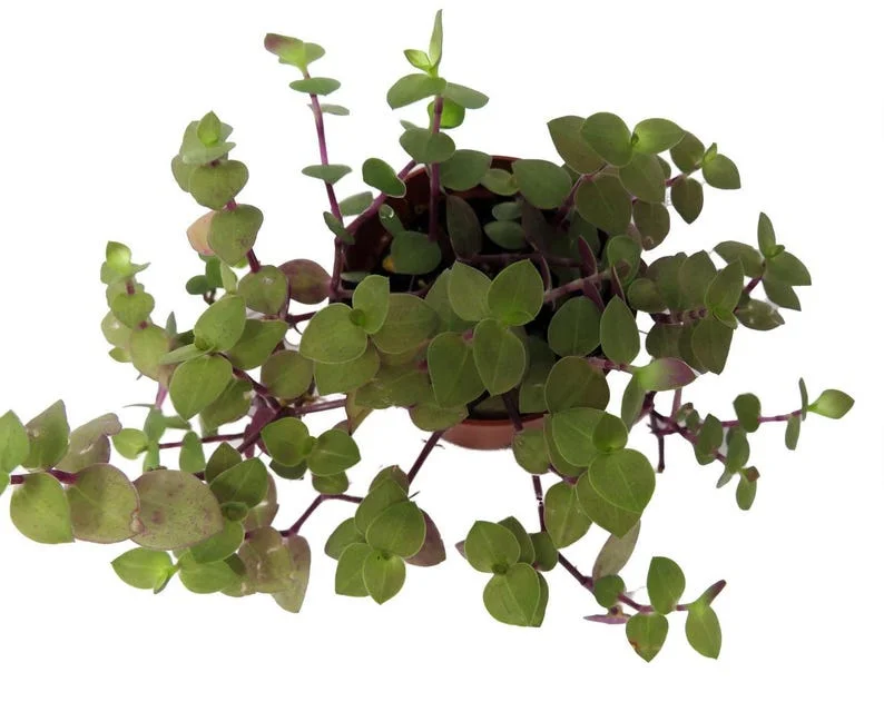 Copper Jewel Vine Turtle Vine Plant - 2.5 Inch Pot - Indoor Houseplant