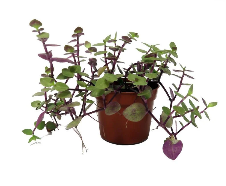Copper Jewel Vine Turtle Vine Plant - 2.5 Inch Pot - Indoor Houseplant