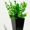 Crispy Wave Fern - 2.5 Inch Potted Plant - Air Purifying Houseplant