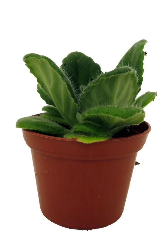 Crossroads Asian Violet - Collector's Series - 2.5 inch Pot - Unique Houseplant