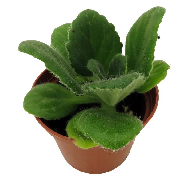 Crossroads Asian Violet - Collector's Series - 2.5 inch Pot - Unique Houseplant