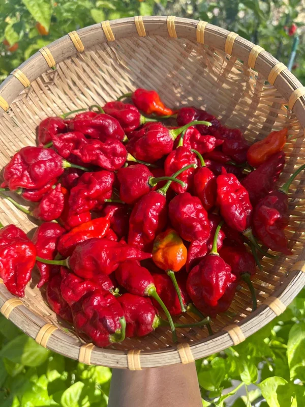 Darth Maul x Fatalii Jigsaw Pepper Seeds - Heirloom Hot Pepper Vegetable Seeds