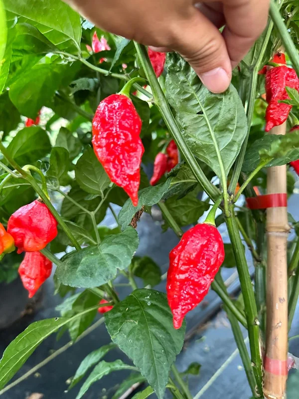 Darth Maul x Fatalii Jigsaw Pepper Seeds - Heirloom Hot Pepper Vegetable Seeds