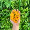 Datil Yellow Pepper Seeds - Heirloom Variety for Spicy Gardens