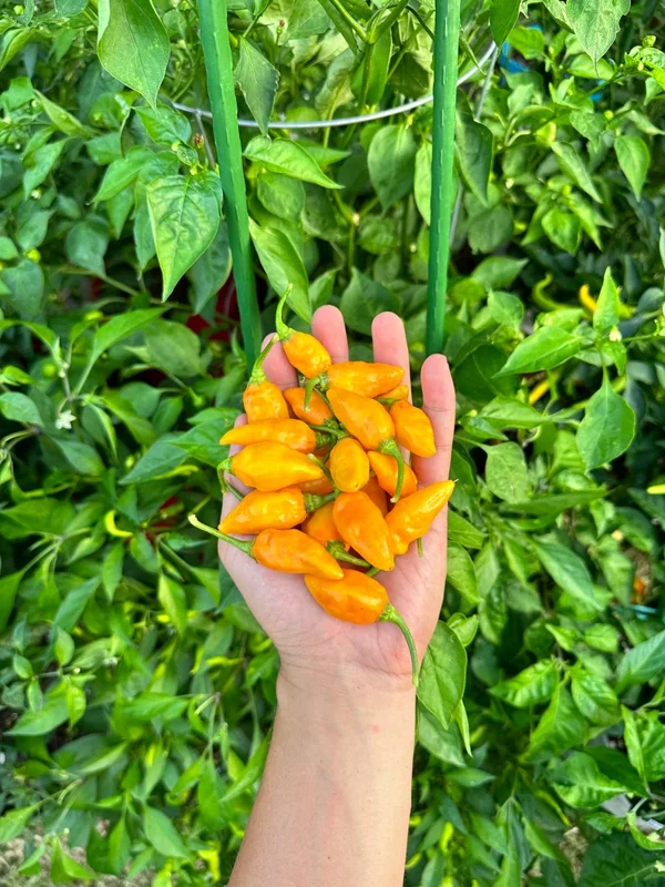 Datil Yellow Pepper Seeds - Heirloom Variety for Spicy Gardens
