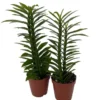 Devil's Backbone Plant 2 Pack - Green Pedilanthus in 2 inch Pots