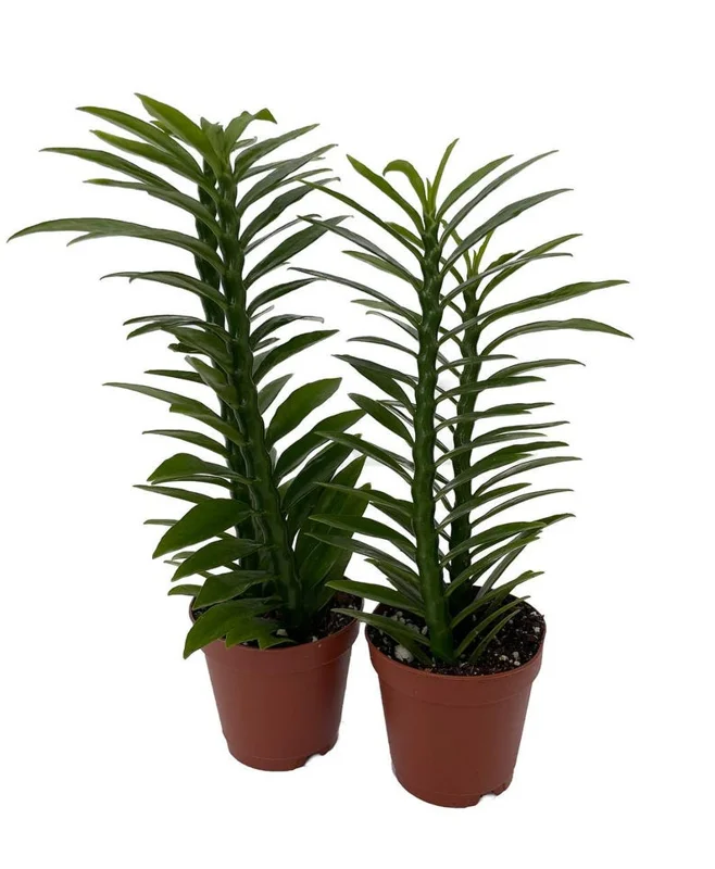 Devil's Backbone Plant 2 Pack - Green Pedilanthus in 2 inch Pots