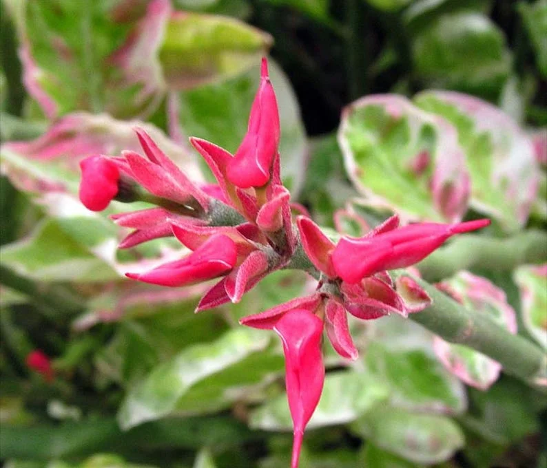 Devil's Backbone Plant Pedilanthus Red Bird Zig Zag Cactus 4 inch Pot