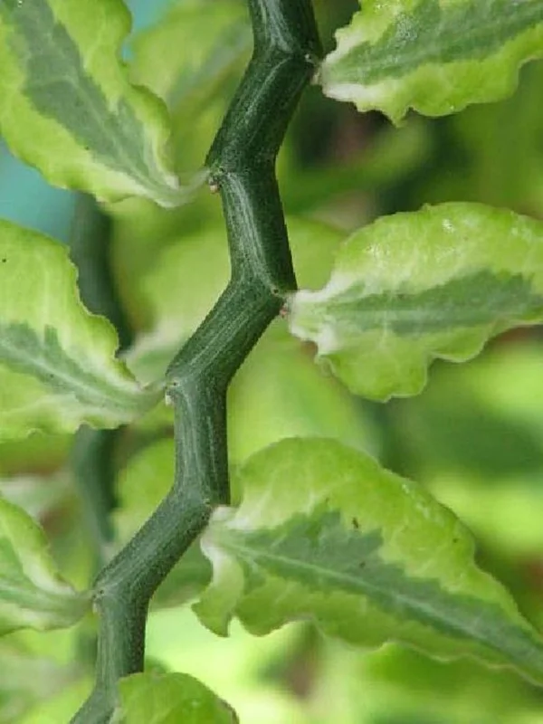 Devil's Backbone Plant Pedilanthus Red Bird Zig Zag Cactus 4 inch Pot