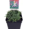 Dianthus Tiny Rubies Fragrant Groundcover - 2.5 Inch Pot - Pink Blooms