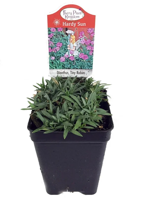 Dianthus Tiny Rubies Fragrant Groundcover - 2.5 Inch Pot - Pink Blooms
