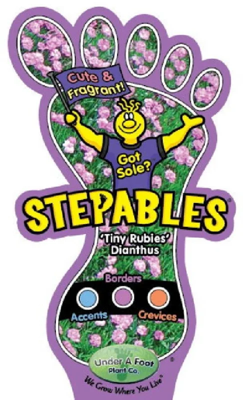 Dianthus Tiny Rubies Fragrant Groundcover - 2.5 Inch Pot - Pink Blooms