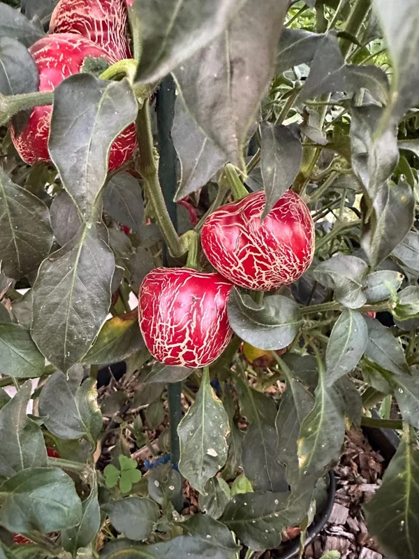 Dieghito Jalapeño Pepper Seeds - Heirloom Variety