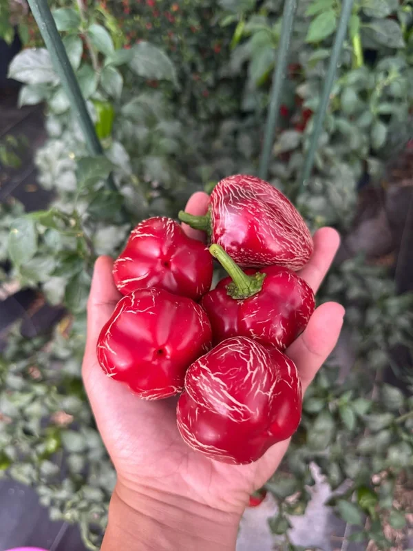 Dieghito Jalapeño Pepper Seeds - Heirloom Variety