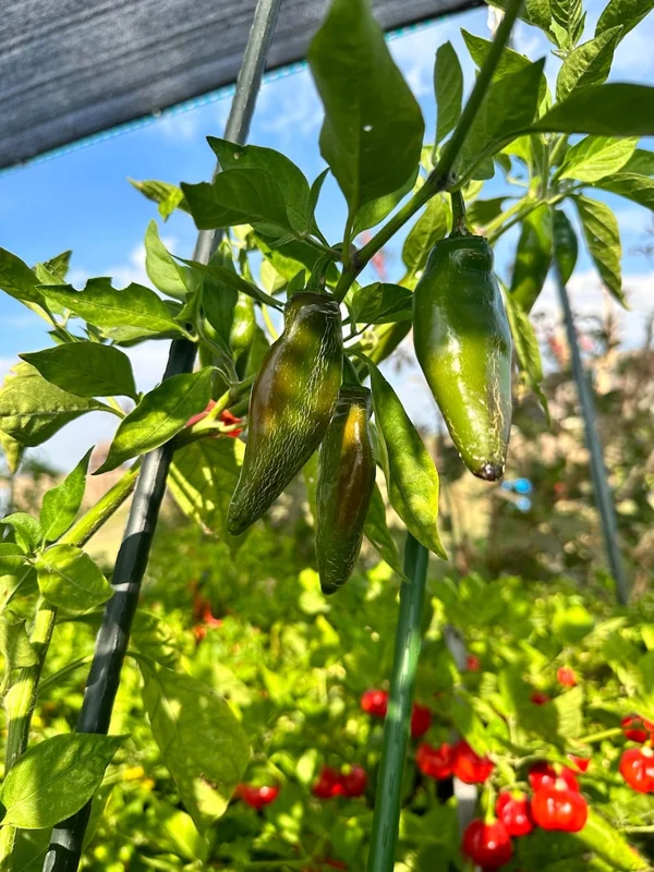 Dieghito Jalapeño X Pepper Seeds - Heirloom Variety