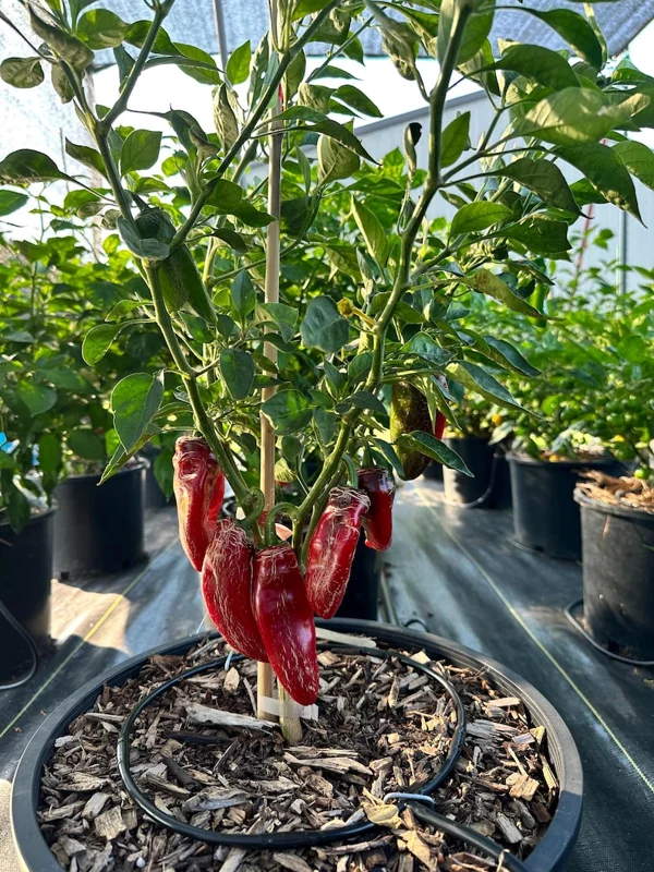 Dieghito Jalapeño X Pepper Seeds - Heirloom Variety