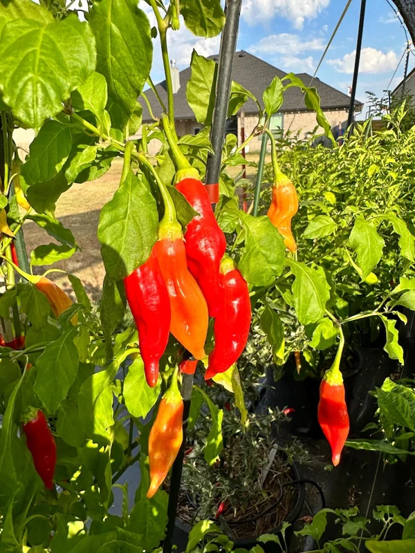 Dong Xuan Pepper Seeds - Vietnamese Variety - High Yield, Flavorful Pods