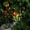 Donkey Punch Red Pepper Seeds - Super Hot Variety
