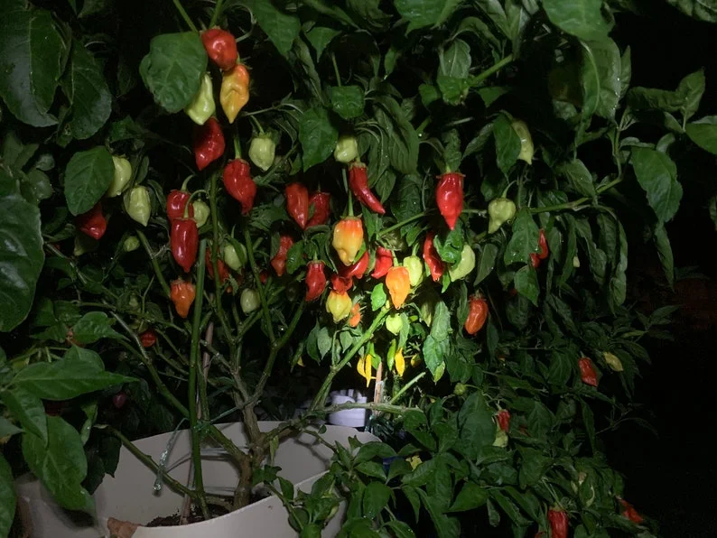 Donkey Punch Red Pepper Seeds - Super Hot Variety
