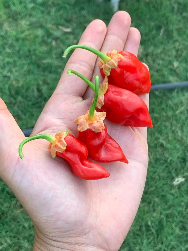 Donkey Punch Red Pepper Seeds - Super Hot Variety