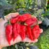 Dorset Naga Pepper Seeds - Super Hot Variety - Premium Quality