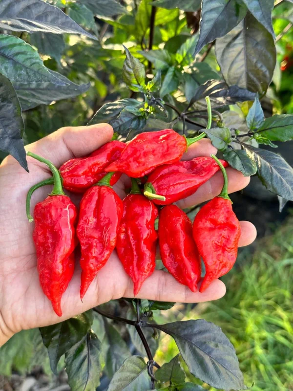 Dorset Naga Pepper Seeds - Super Hot Variety - Premium Quality