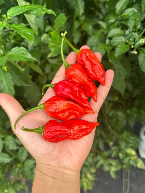 Dorset Naga Pepper Seeds - Super Hot Variety - Premium Quality
