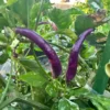 Dream Catcher Purple x Thunder Mountain Longhorn Pepper Seeds - Heirloom Variety