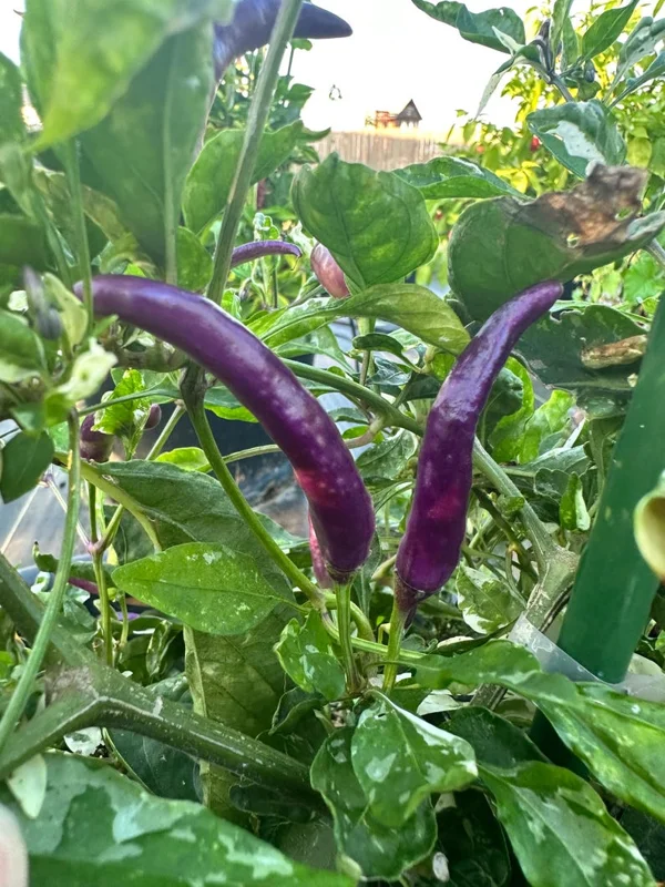 Dream Catcher Purple x Thunder Mountain Longhorn Pepper Seeds - Heirloom Variety