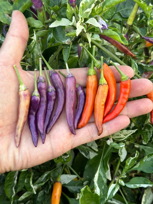 Dream Catcher Purple x Thunder Mountain Longhorn Pepper Seeds - Heirloom Variety