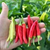 Dual White Thai Pepper Seeds - Hot Pepper Variety - 12+ Seeds