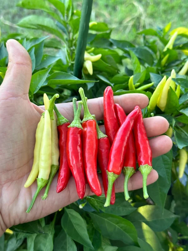 Dual White Thai Pepper Seeds - Hot Pepper Variety - 12+ Seeds