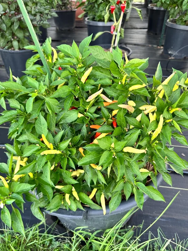 Dual White Thai Pepper Seeds - Hot Pepper Variety - 12+ Seeds