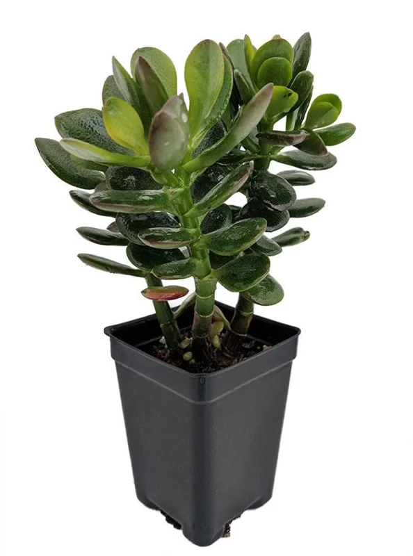 Dwarf Jade Plant - Crassula - 2.5 Inch Pot - Miniature Jade Tree
