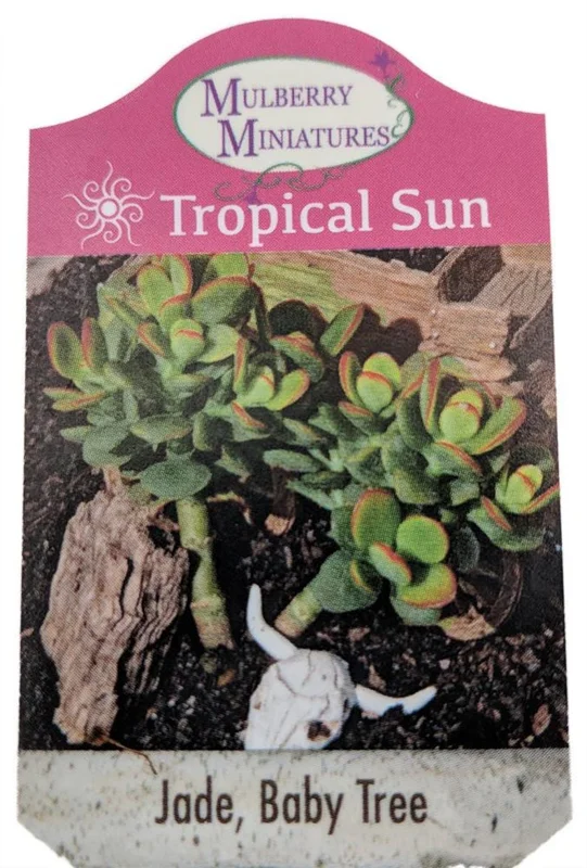 Dwarf Jade Plant - Crassula - 2.5 Inch Pot - Miniature Jade Tree