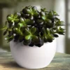 Dwarf Jade Plant Crassula ovata minor Succulent 2.5 inch Pot
