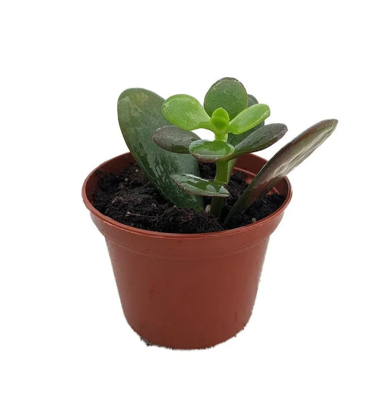 Dwarf Jade Plant Crassula ovata minor Succulent 2.5 inch Pot