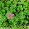 Emerald Green Sedum spurium Makinoi - 2.5 Inch Potted Plant - Fairy Garden Houseplant
