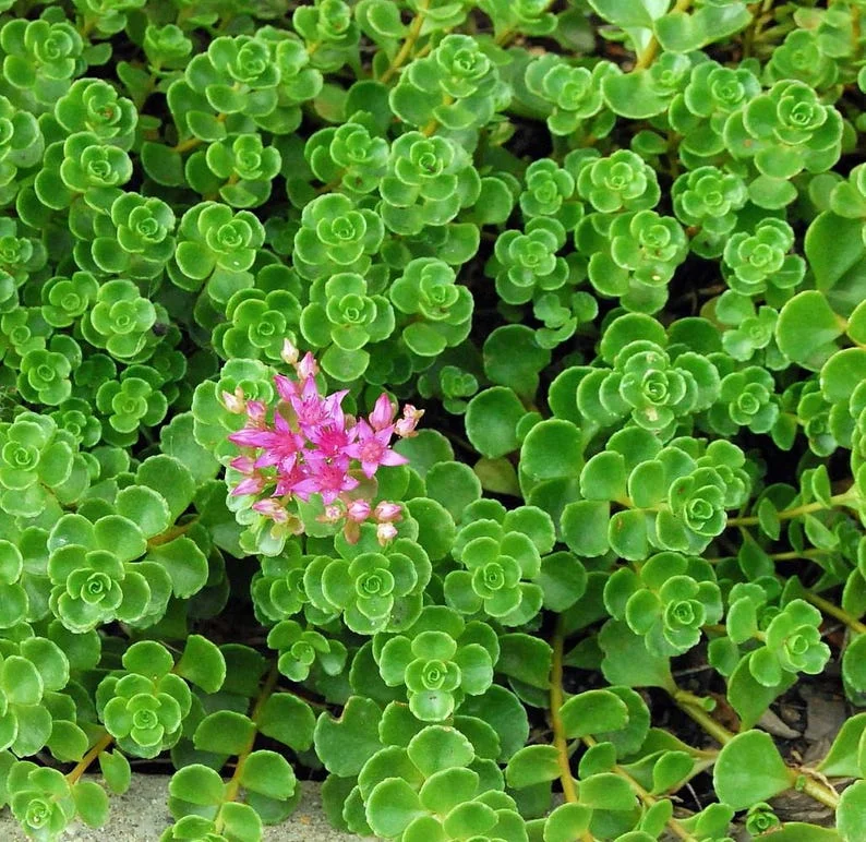 Emerald Green Sedum spurium Makinoi - 2.5 Inch Potted Plant - Fairy Garden Houseplant