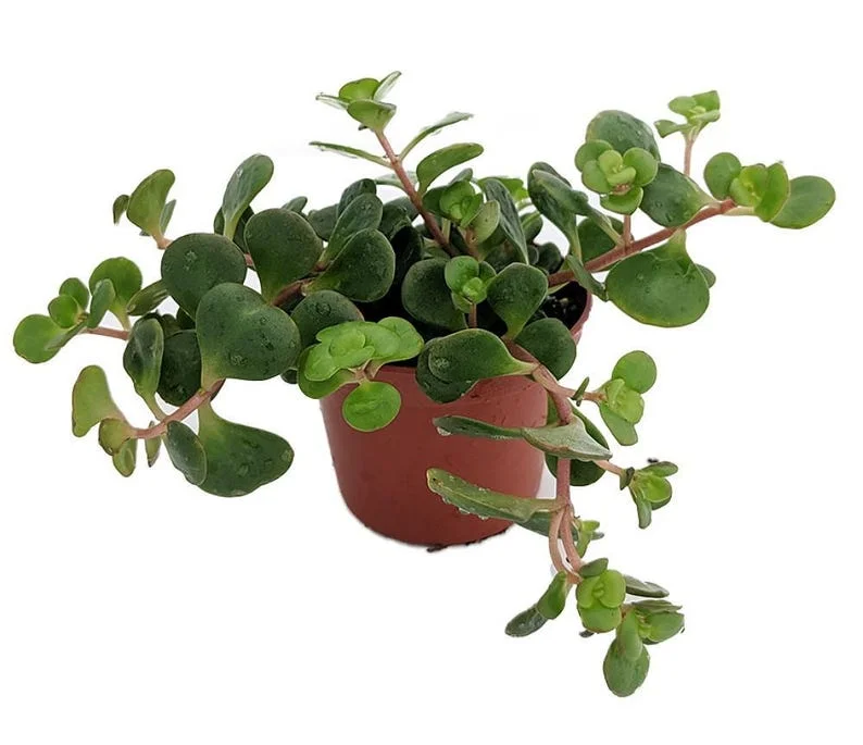Emerald Green Sedum spurium Makinoi - 2.5 Inch Potted Plant - Fairy Garden Houseplant