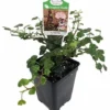 English Ivy Plant 2.5 Inch Pot - Ideal for Terrariums and Fairy Gardens
